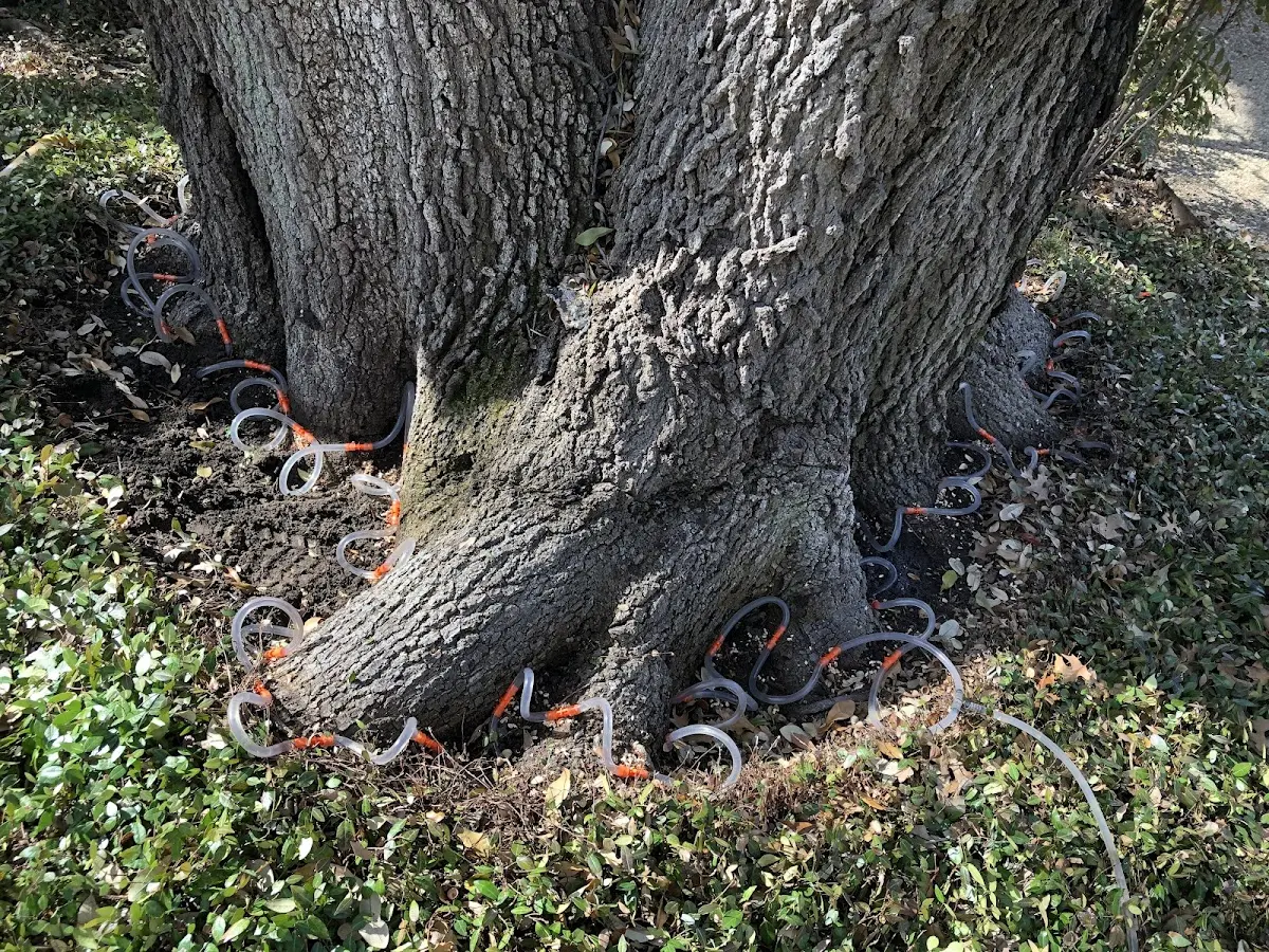 Detailed Tree Cabling and Bracing job site in Duncombe
