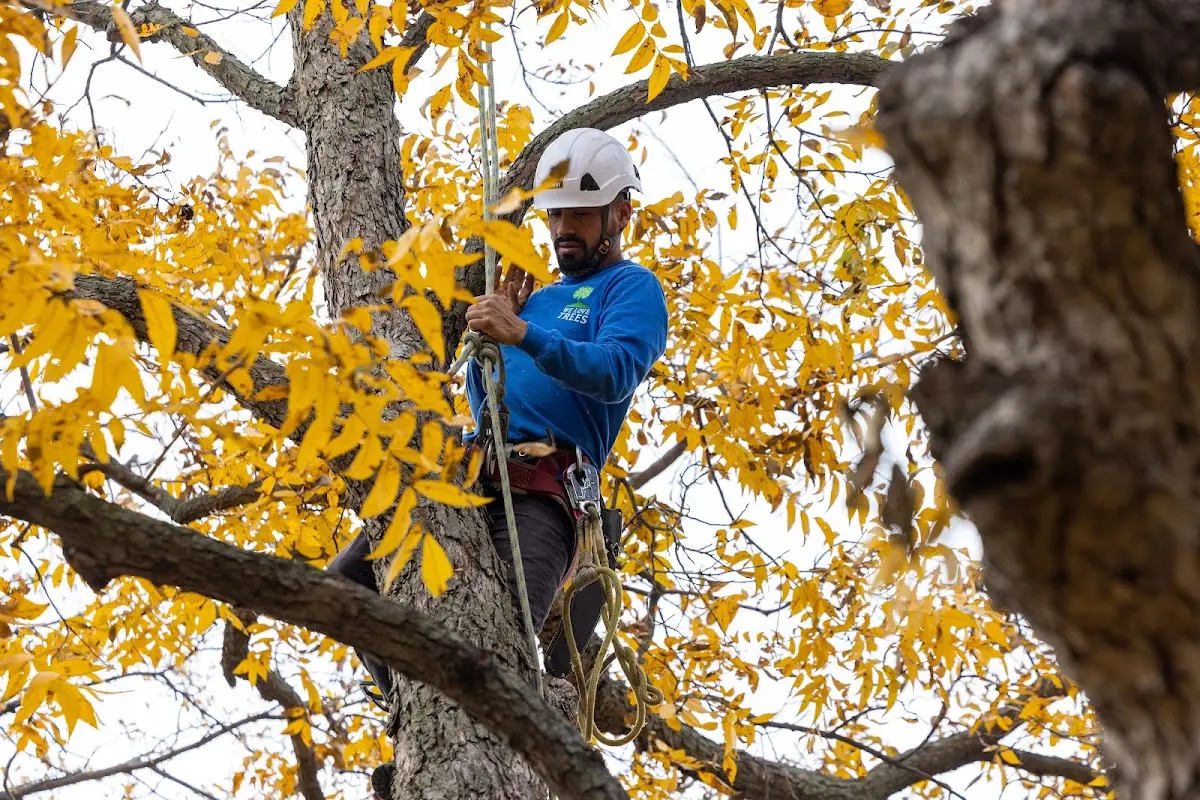 Skilled Tree Transplanting crew working in Duncombe