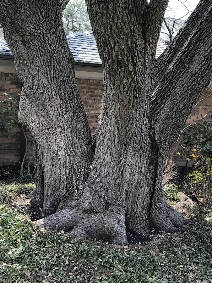 Mature heritage tree close to a Duncombe property cared for by certified arborists